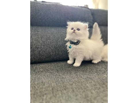 Safkan british longhair ve fold yavrular