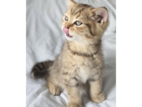 Bal gibi british longhair bebekler aile arıyor