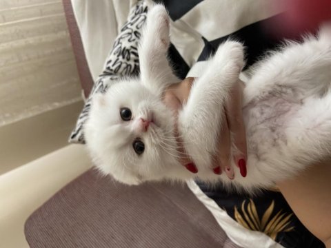 1,5 aylık bebek scottish fold