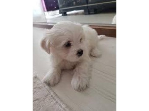 Maltese terrier sıfır numara büyümeyen yavrularım