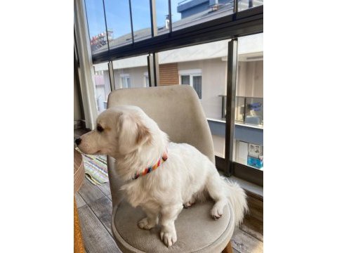 Ücretsiz rus finosu kırması köpeğimi sahiplendiriyorum