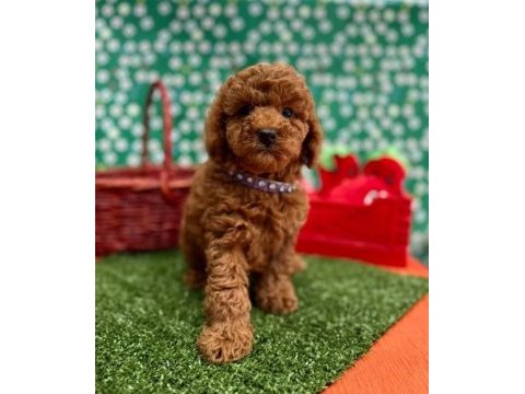 Irk ve sağlık garantili toy poodle