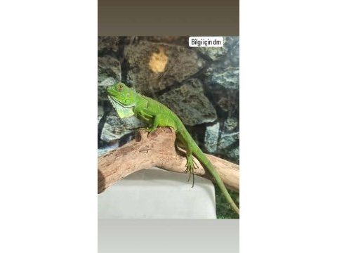 5 aylık sağlıklı iguana