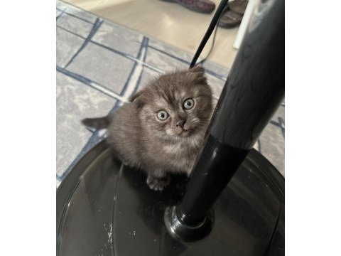 2 aylık tek doğan yavru dişi scottish fold kedim