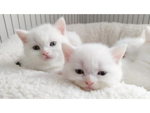 British shorthair özel seri mavi gözlü