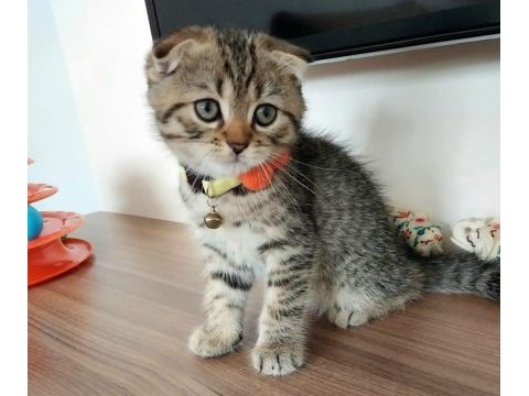 Golden scottish fold safkan yavrularım
