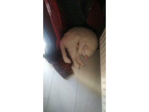 Ücretsiz sahiplendirme sosyal kediler