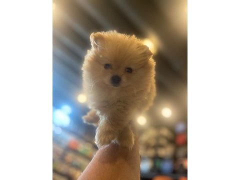 Pomeranian boo erkek dosta gider fp