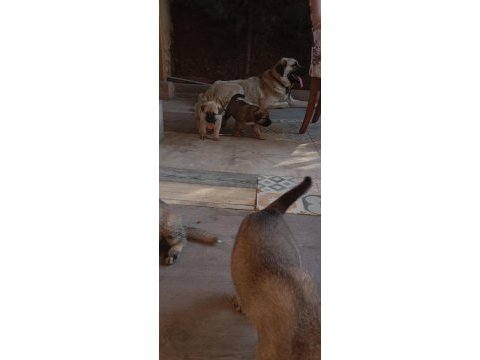 1 aylık kangal köpeği yavrular