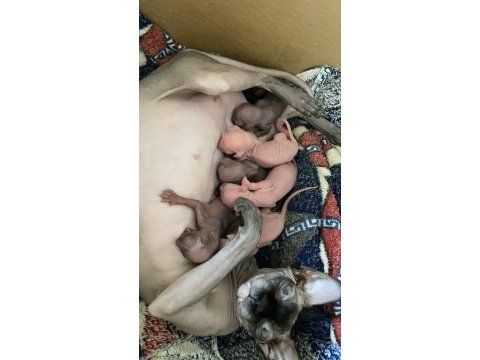 Şecereli rezerveye açık yavru kediler