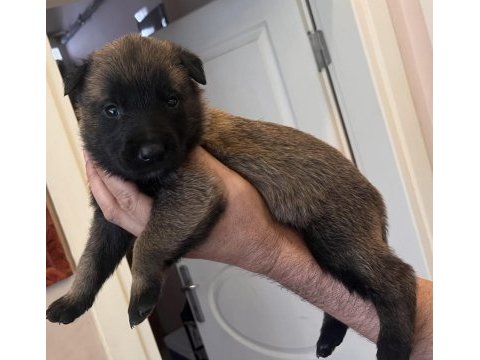 Safkan ırk garantili malinois köpekler