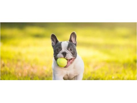 Teslime hazır french bulldog yavrularımız