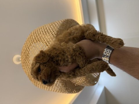 Redbrown teacup maltipoo wc pet eğitimli