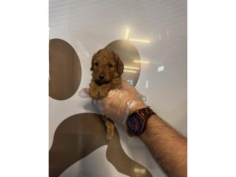 Toy poodle safkan yavrularımız