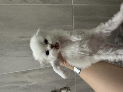Scottish fold tontişlerim