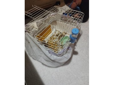 Lop tavşanı fırsat