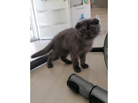 Scottish fold dişi karnesi bile hazır