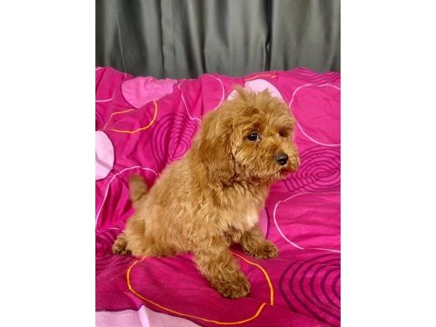 Mini boy maltipoo erkek yavrularımız