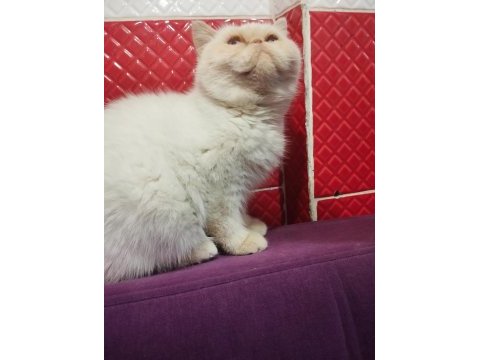İran exotic red point
