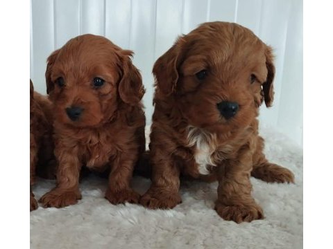 Maltipoo yavrular