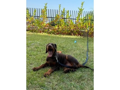 Tank gibi kızıl doberman yavru