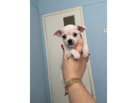 Anne altından chihuahua (şivava) bebekler