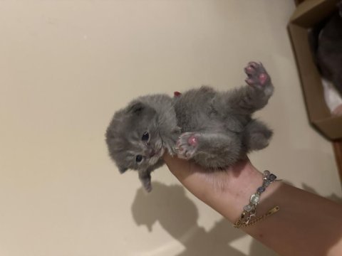 Scottish fold kedilerimiz