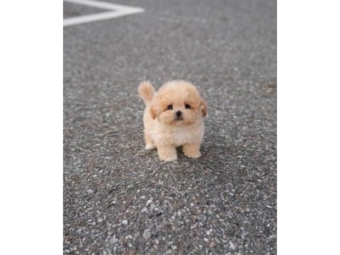 Süslü bebek maltipoo