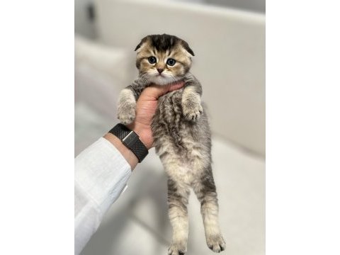 1,5 aylık scottish fold ve straight yavrularımıza yuva