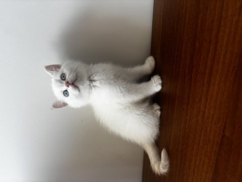 British shorthair lynx point