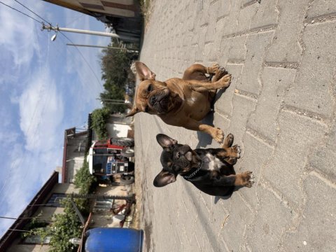 Egzotik anatomi harikası black tan french bulldog
