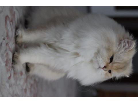 British longhair erkek 3.5 yaşında ny1133
