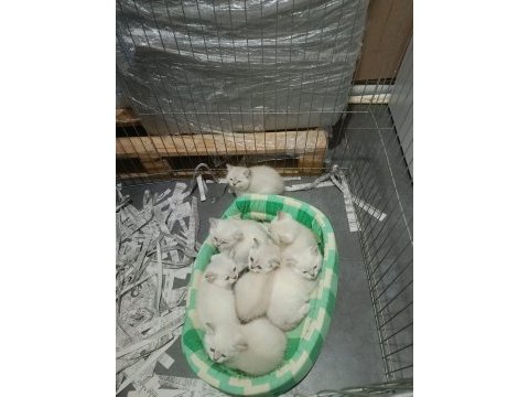 Şecereli anne baba kediler