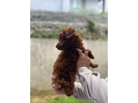 Maltipoo ve poodle