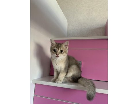 2-3 aylık british shorthair kedi