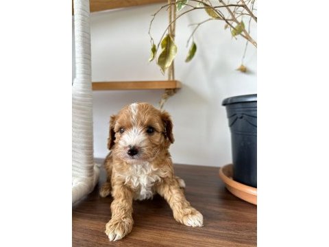Sevimli maltipoo canlar
