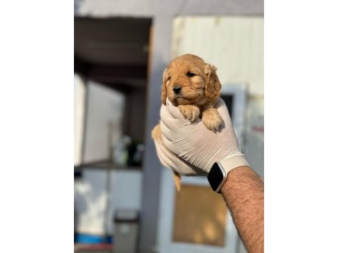 Maltipoo yavrularımızı canlı görerek alabilirsiniz