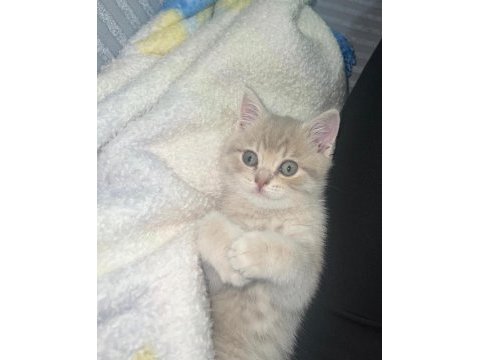 3 aylık erkek oynak ve tatlı bir kedidir