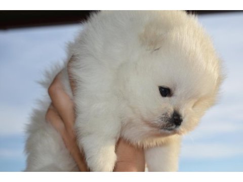 Safkan pomeranian boo