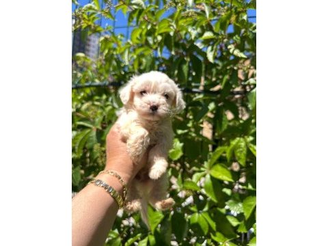 Maltipoo yavrum 55 günlük