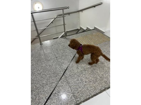 14 aylık sevimli bir deli oğlan poodle