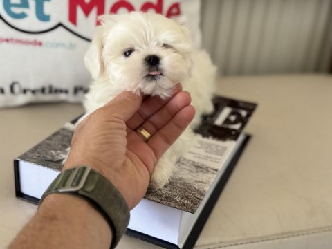 Yarışma düzeyinde tea cup kore kan maltese yavrumuz