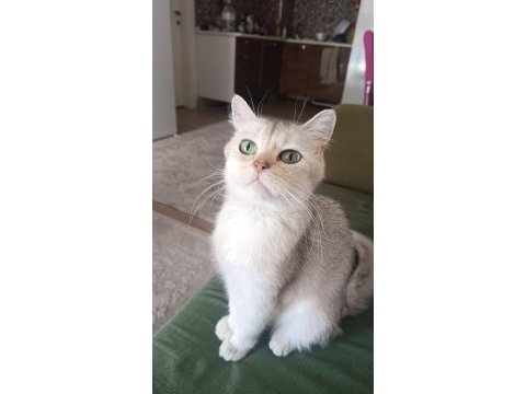 Uysal sakin bir kedi yuva arıyor
