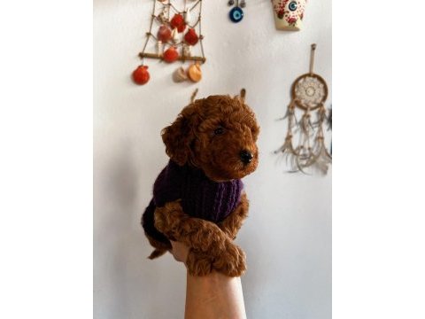 Red brown toy poodle yavrum