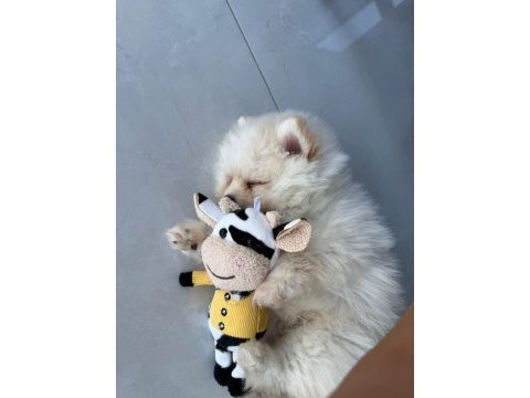 Pomeranian 3,5 aylık yavru köpeğimiz