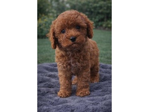 Küçük beden büyük kalp toy poodle yavrular