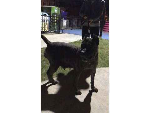 Secereli dişi preesa canario