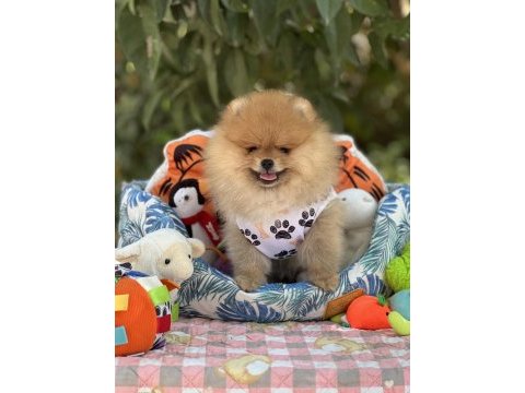 Fci şecereli pomeranian teddy