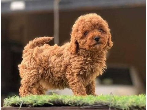 Toy poodle birbirinden tatlı yavrular