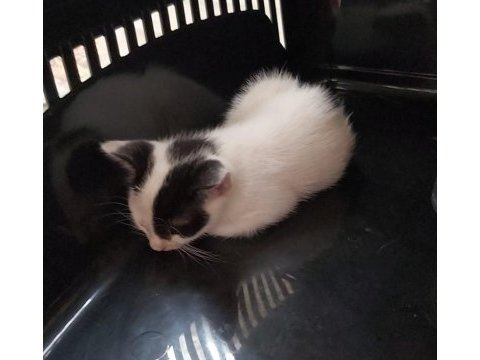 Yolda bulunan yavru kediye ömürlük yuva